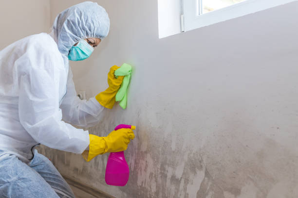 Trusted Jacobus, PA Mold Removal Experts