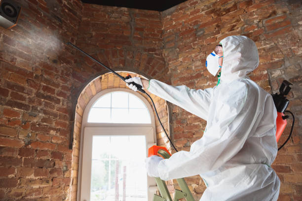 Best Mold Damage Restoration in Jacobus, PA